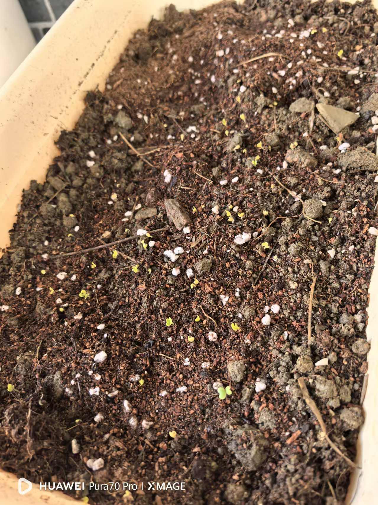 自己种的香菜和上海青终于发芽了